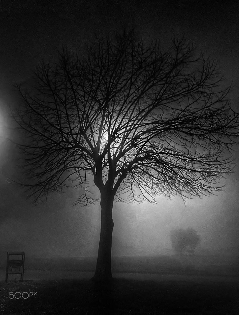 Albero spoglio nella nebbia, in bianco e nero